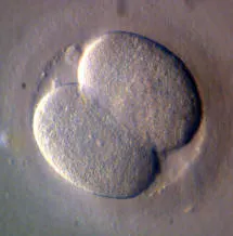2 Cell Embryo