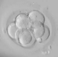 8 Cell Embryo