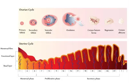 Ovulation Induction Infographic